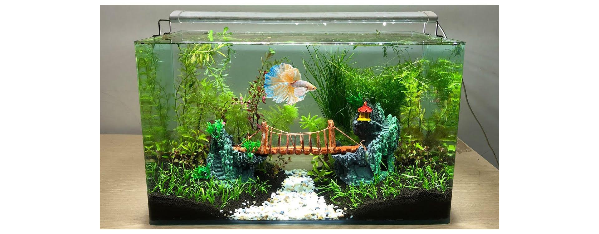 Nick's Pet Needs -Nick's Pet Needs 1 aquarium decoration idees conseils