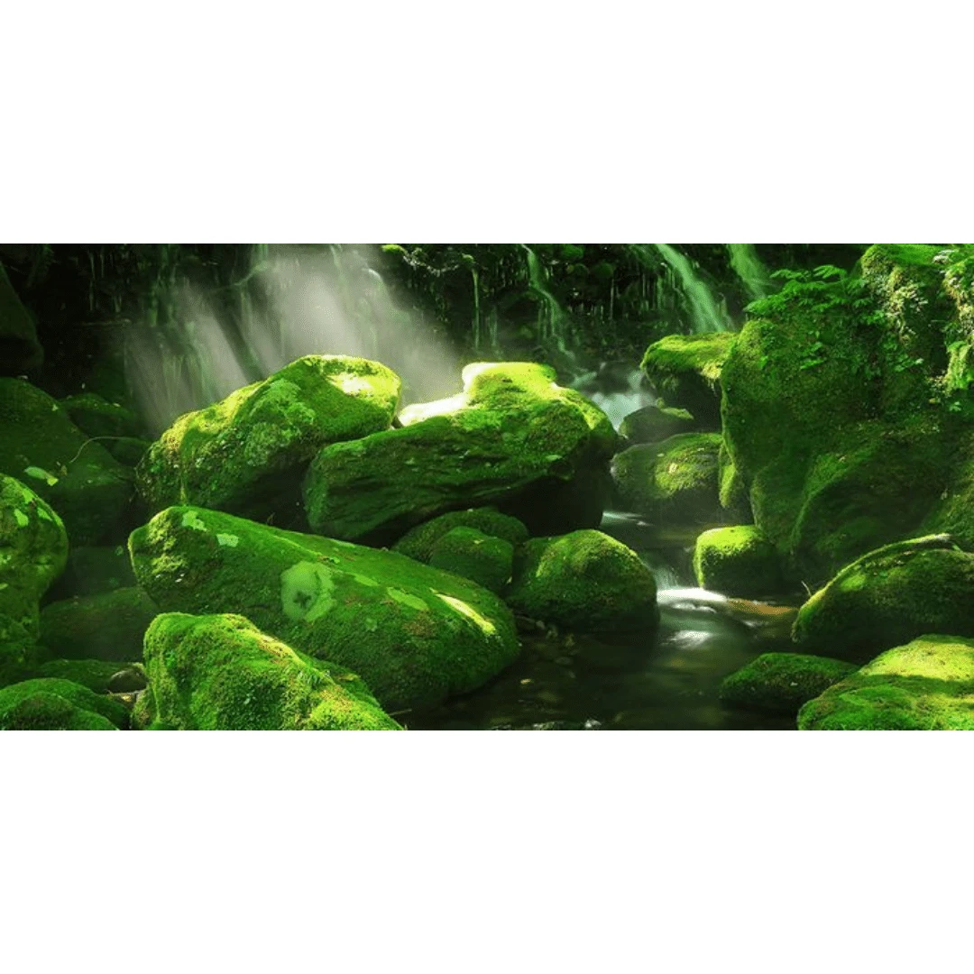 Aqua Natural Aquarium Background ‘Moss Forest’ 60 X 120cm 3 Aqua Natural Aquarium Background ‘Moss Forest’ 60 X 120cm