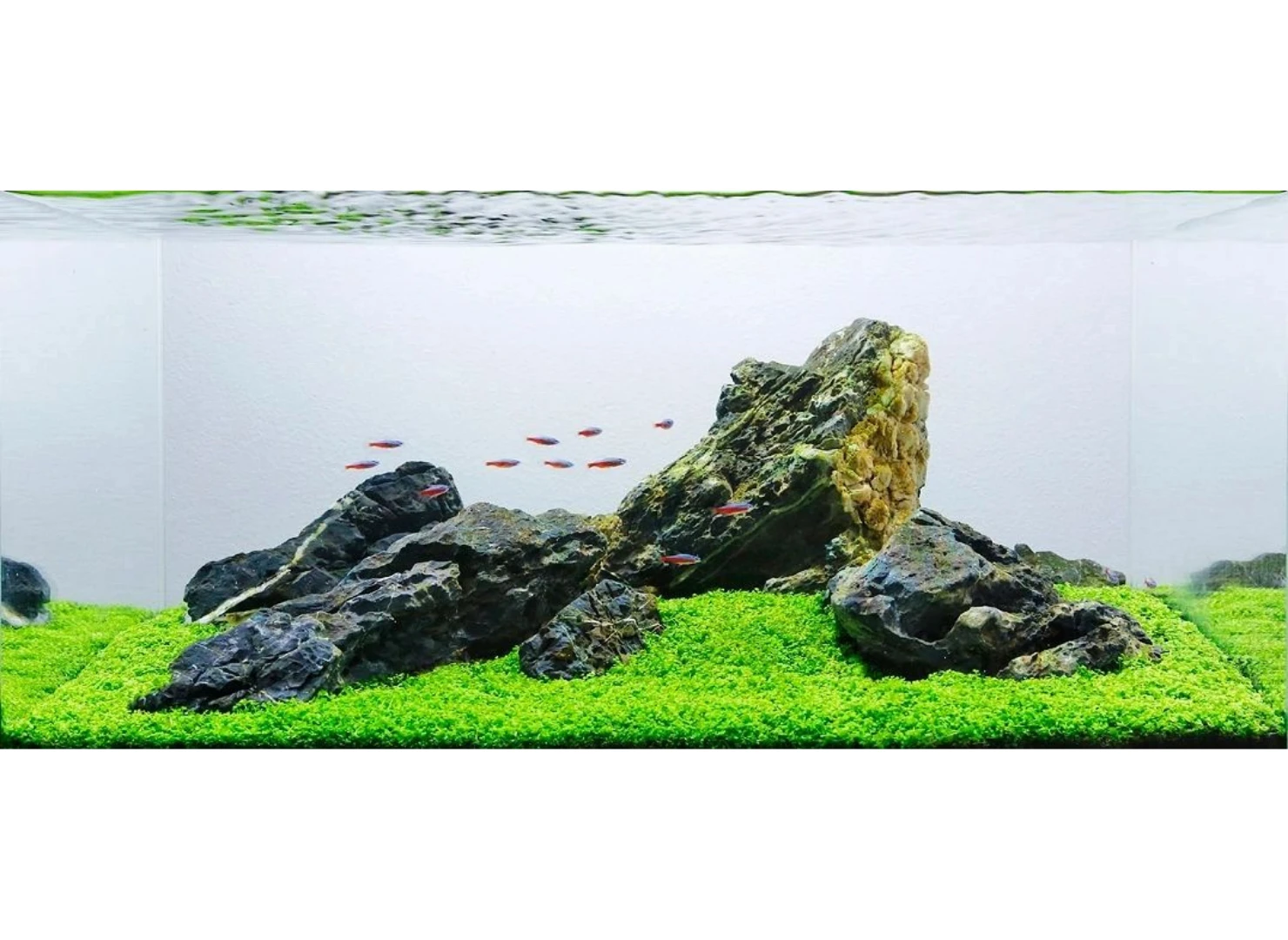 Seiryu Rock Per Kg 4 Seiryu Rock Per Kg - Image 2